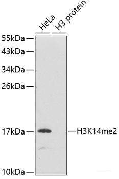 Immunofluorescence analysis of Mouse liver using PEX19 Polyclonal Antibody at dilution of 1:100. Blue: DAPI for nuclear staining.