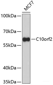 Western blot analysis of extracts of various cell lines using SNRPE Polyclonal Antibody at dilution of 1:1000.