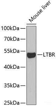 Immunofluorescence analysis of HeLa cells using FZR1 Polyclonal Antibody