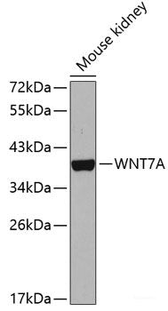 Western blot analysis of extracts of various cell lines using CTNNA1 Polyclonal Antibody at dilution of 1:1000.
