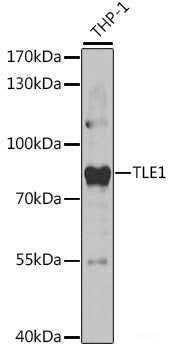 Western blot analysis of extracts of various cell lines using HADHB Polyclonal Antibody at dilution of 1:1000.