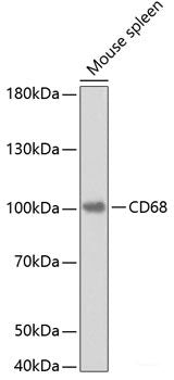 Western blot analysis of extracts of Mouse spleen using CD68 Polyclonal Antibody.