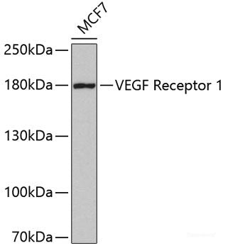 Immunofluorescence analysis of U2OS cells using PPP2R1A Polyclonal Antibody