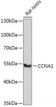 Western blot analysis of extracts of various cell lines using GOT1 Polyclonal Antibody at dilution of 1:1000.