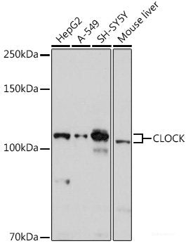 Immunofluorescence analysis of HeLa cells using KAT7 Polyclonal Antibody at dilution of 1:100 (40x lens). Blue: DAPI for nuclear staining.