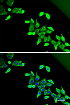 Western blot analysis of extracts of various cell lines using RPS6 Polyclonal Antibody at dilution of 1:1000.