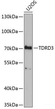 Immunofluorescence analysis of U2OS cells using PC Polyclonal Antibody
