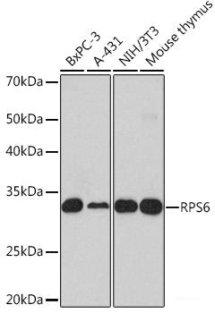 Western blot analysis of extracts of various cell lines using DHRS9 Polyclonal Antibody at dilution of 1:1000.