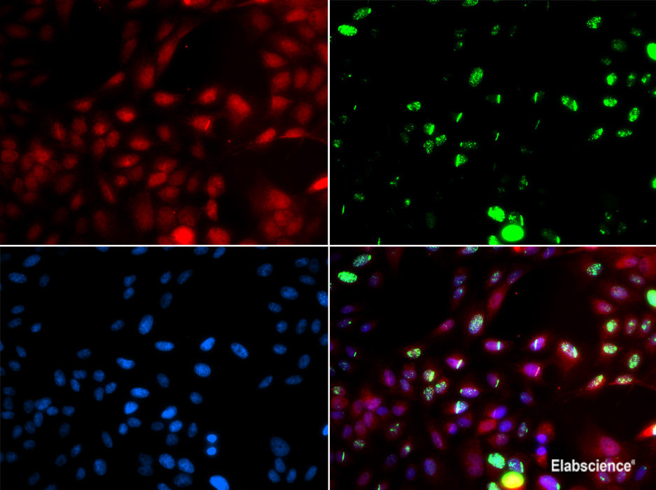 Immunofluorescence analysis of HeLa cells using DBN1 Polyclonal Antibody