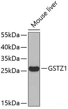 Western blot analysis of extracts of Mouse kidney using FGF9 Polyclonal Antibody at dilution of 1:1000.