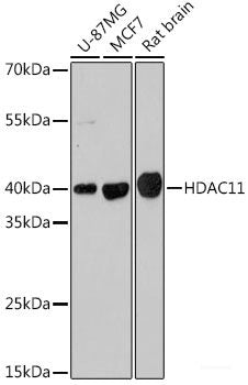 Immunofluorescence analysis of A549 cells using IREB2 Polyclonal Antibody