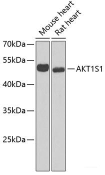 Western blot analysis of extracts of various cell lines using BLZF1 Polyclonal Antibody at dilution of 1:1000.