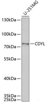 Immunofluorescence analysis of U2OS cells using PJA2 Polyclonal Antibody