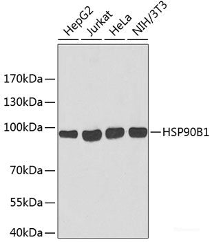Immunofluorescence analysis of U2OS cells using C1D Polyclonal Antibody