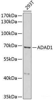 Immunofluorescence analysis of U2OS cells using MYL3 Polyclonal Antibody