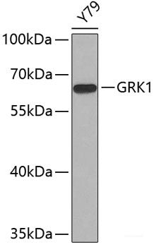Western blot analysis of extracts of Y79 cells using GRK1 Polyclonal Antibody.