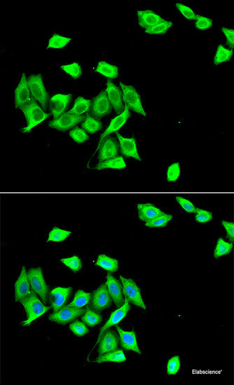 Immunofluorescence analysis of MCF7 cells using NFS1 Polyclonal Antibody