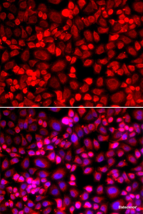 Immunofluorescence analysis of HeLa cells using PCMT1 Polyclonal Antibody