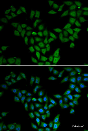 Western blot analysis of extracts of various cell lines using PDXK Polyclonal Antibody at dilution of 1:1000.