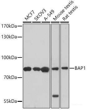 Immunofluorescence analysis of HeLa cells using POU2AF1 Polyclonal Antibody