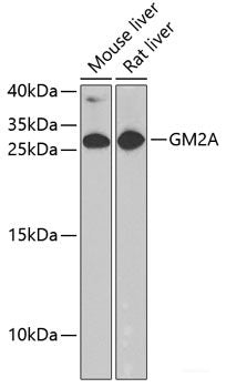 Western blot analysis of extracts of various cell lines using TAF1C Polyclonal Antibody at dilution of 1:1000.