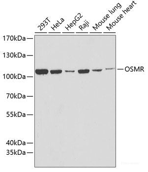 Western blot analysis of extracts of various cell lines using ATP2B2 Polyclonal Antibody at dilution of 1:1000.