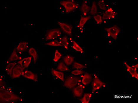 Immunofluorescence analysis of A-549 cells using PMS2 Polyclonal Antibody