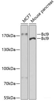 Western blot analysis of extracts of various cell lines using TNNI3 Polyclonal Antibody at dilution of 1:1000.