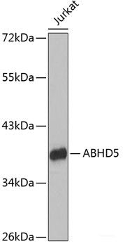 Western blot analysis of extracts of various cell lines using UBE2V2 Polyclonal Antibody at dilution of 1:1000.