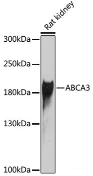 Western blot analysis of extracts of various cell lines using COPS3 Polyclonal Antibody at dilution of 1:1000.