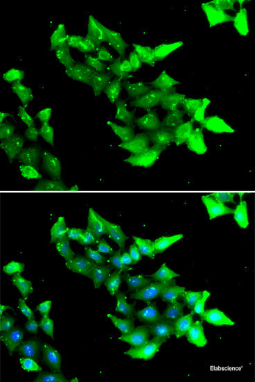 Immunohistochemistry of paraffin-embedded Rat kidney using COPS2 Polyclonal Antibody at dilution of 1:100 (40x lens).