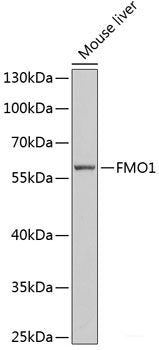 Western blot analysis of extracts of various cell lines using SCO2 Polyclonal Antibody at dilution of 1:1000.