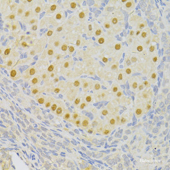 Immunofluorescence analysis of A549 cells using NSL1 Polyclonal Antibody