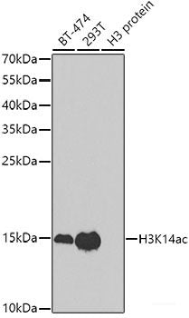 Immunofluorescence analysis of NIH-3T3 cells using CAPN5 Polyclonal Antibody at dilution of 1:100. Blue: DAPI for nuclear staining.
