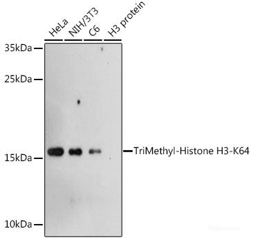 Western blot analysis of extracts of various cell lines using KHK Polyclonal Antibody at dilution of 1:1000.