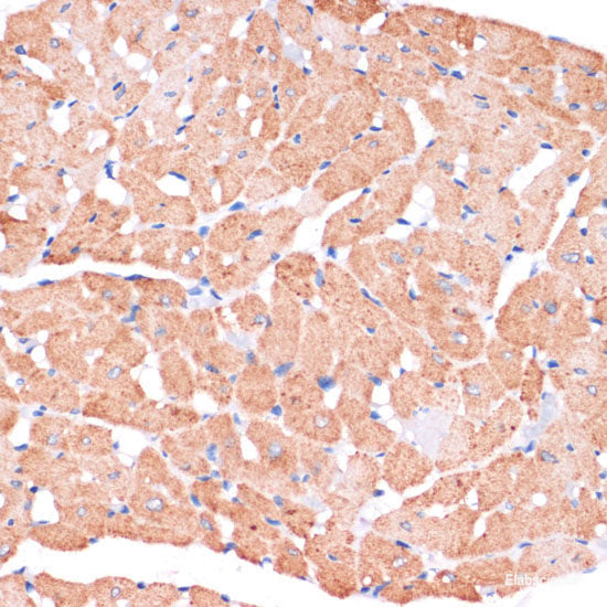 Immunofluorescence analysis of U2OS cells using B3GALNT1 Polyclonal Antibody at dilution of 1:100. Blue: DAPI for nuclear staining.