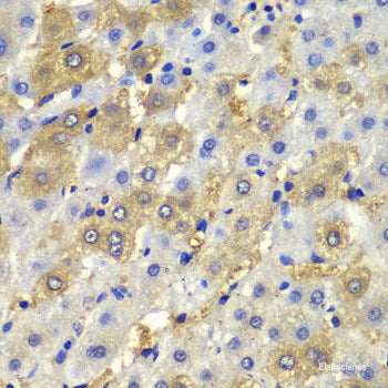 Immunohistochemistry of paraffin-embedded Mouse brain using CALML5 Polyclonal Antibody at dilution of 1:100 (40x lens).