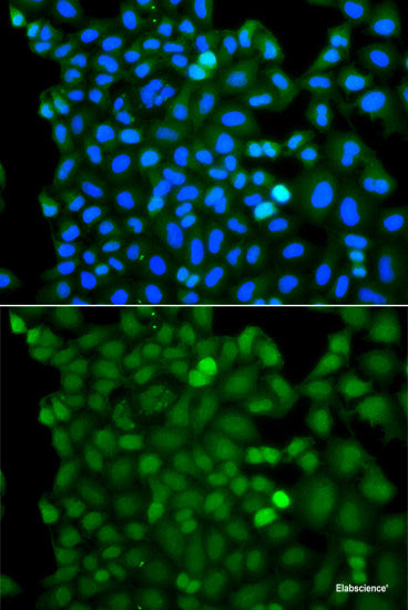 Western blot analysis of extracts of various cell lines using THOC1 Polyclonal Antibody at dilution of 1:1000.