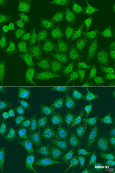 Immunofluorescence analysis of U2OS cells using COPS7A Polyclonal Antibody at dilution of 1:100. Blue: DAPI for nuclear staining.