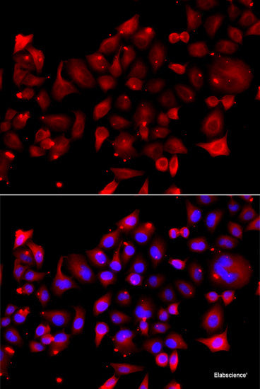 Western blot analysis of extracts of Rat brain using PELI1 Polyclonal Antibody at dilution of 1:1000.