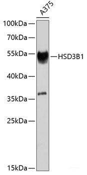 Immunohistochemistry of paraffin-embedded Rat lung using IL25 Polyclonal Antibody at dilution of 1:100 (40x lens).