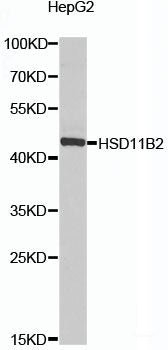 Western blot analysis of extracts of various cell lines using COX7A2L Polyclonal Antibody at dilution of 1:1000.