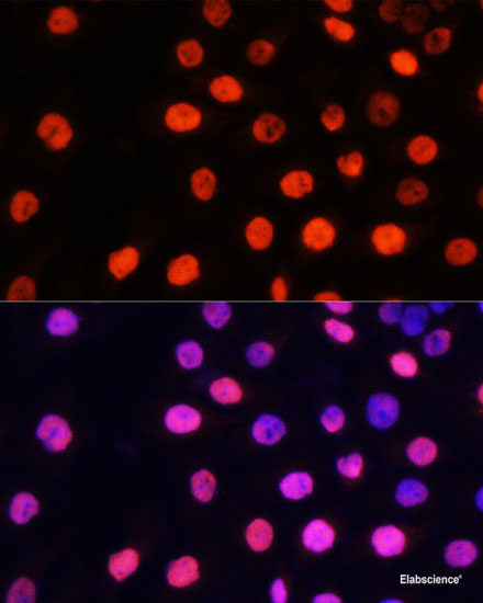 Western blot analysis of extracts of various cell lines using PTTG1 Polyclonal Antibody at dilution of 1:1000.