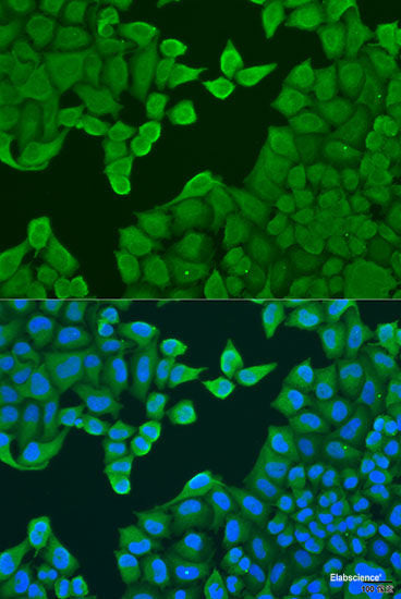 Western blot analysis of extracts of various cell lines using NR1H4 Polyclonal Antibody at dilution of 1:1000.