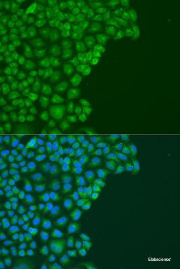 Western blot analysis of extracts of various cell lines using FECH Polyclonal Antibody at dilution of 1:1000.