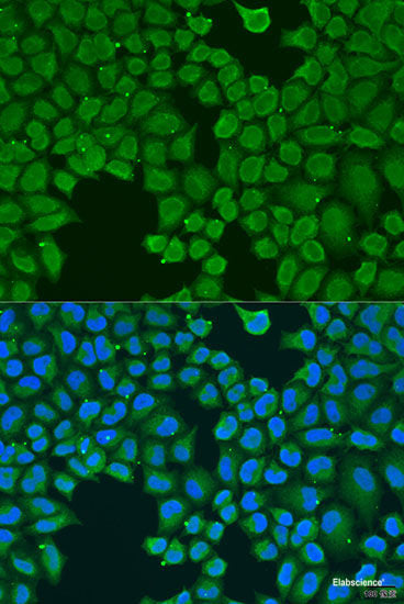 Western blot analysis of extracts of various cell lines using MYL1 Polyclonal Antibody at dilution of 1:1000.
