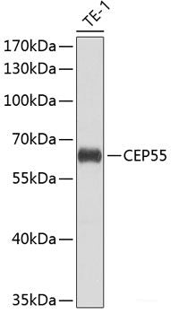 Immunohistochemistry of paraffin-embedded Rat heart using MYO10 Polyclonal Antibody