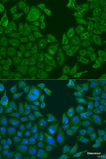 Western blot analysis of extracts of various cell lines using OPRD1 Polyclonal Antibody at dilution of 1:1000.