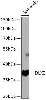 Western blot analysis of extracts of various cell lines using GINS4 Polyclonal Antibody at dilution of 1:1000.