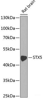 Western blot analysis of extracts of various cell lines using PBXIP1 Polyclonal Antibody at dilution of 1:1000.